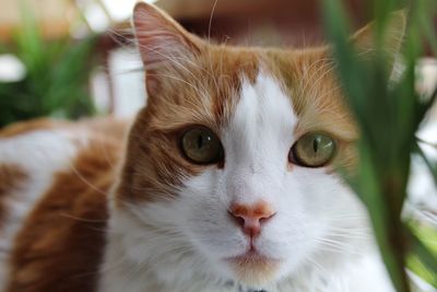 Close-up portrait of cat