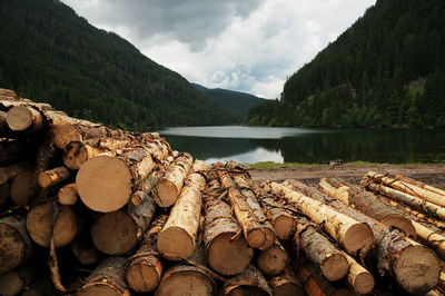 Stack of logs in forest