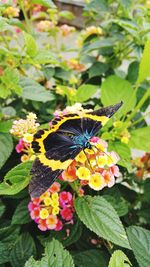 Close-up of butterfly pollinating on flower