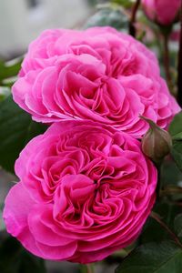 Close-up of pink rose