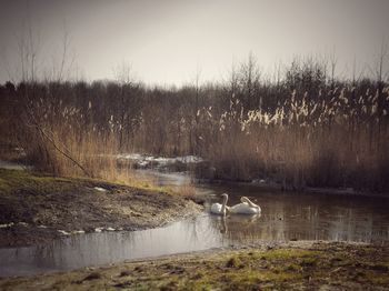 Swan on lake against sky