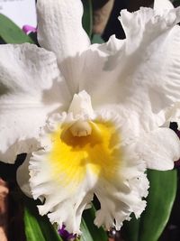 Close-up of white flowers blooming outdoors