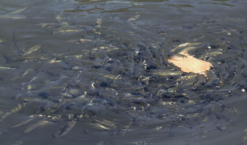 High angle view of fish swimming in sea