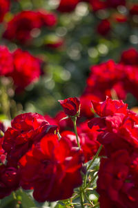 Close-up of red flowering plants