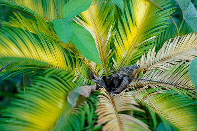 Close-up of palm leaves