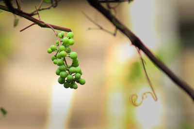 Close-up of fruit growing on tree