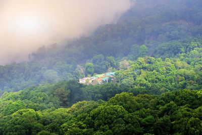 Scenic view of forest against sky