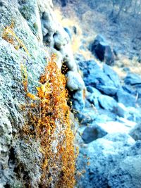 Close-up of lichen on rock