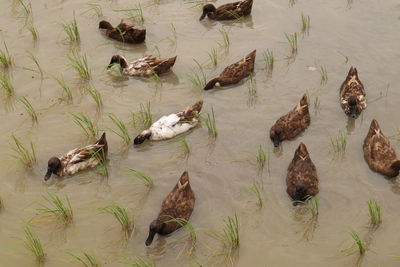 High angle view of ducks swimming in lake