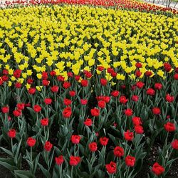 Red tulips blooming in park