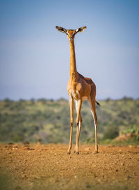 Giraffe standing on landscape against clear sky