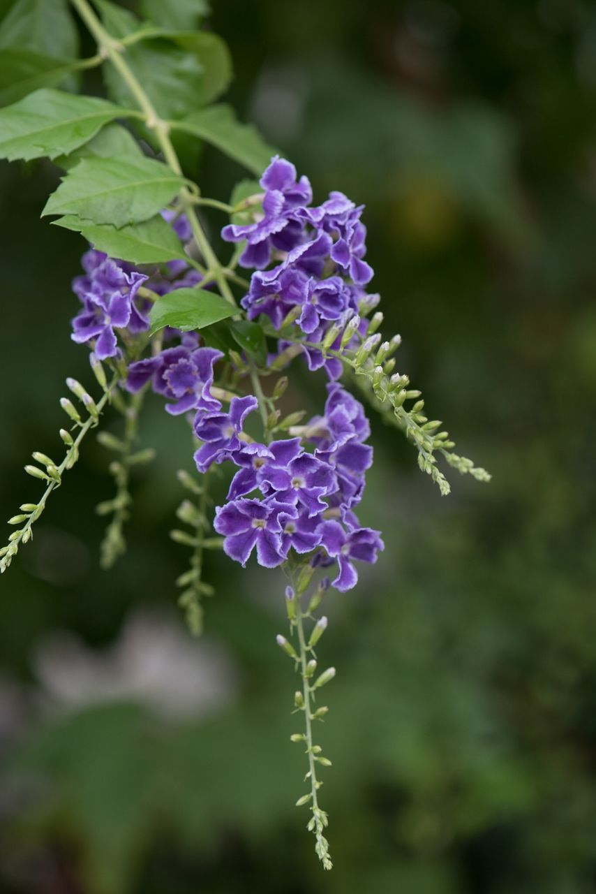 flower, purple, freshness, growth, fragility, focus on foreground, beauty in nature, close-up, plant, petal, nature, blooming, selective focus, flower head, stem, in bloom, outdoors, leaf, day, no people