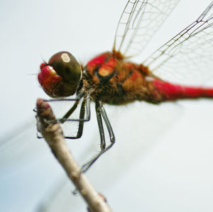 Extreme close up of insect