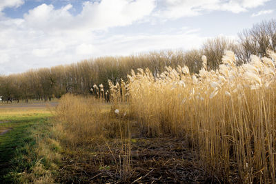 Grass growing on field against sky