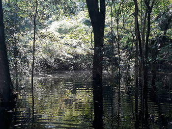 Trees by lake in forest