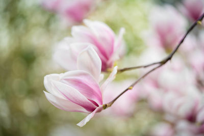 Close-up of pink flower blooming outdoors