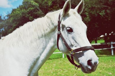 Close-up of a horse on field