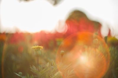 Close-up of flowering plants on field