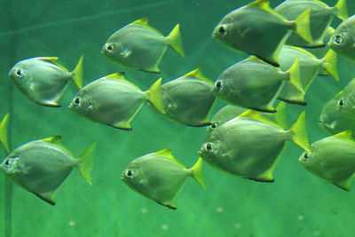 School of fish swimming in sea