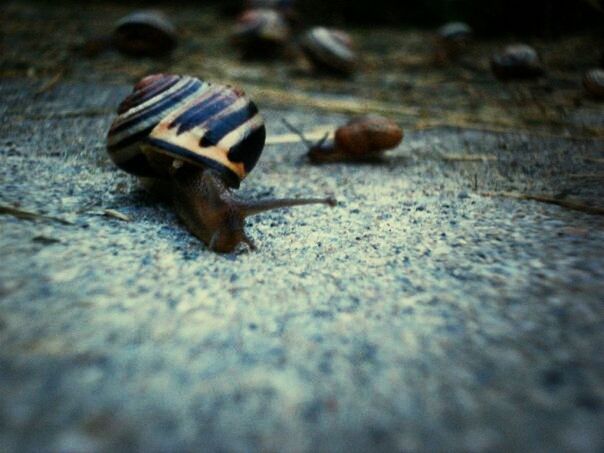 #migratingsnails #snails #summer 