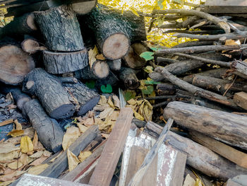 High angle view of logs in forest
