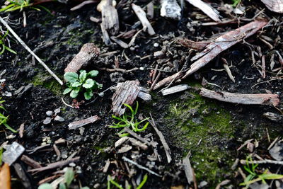 Close-up of plants