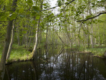 Scenic view of lake in forest