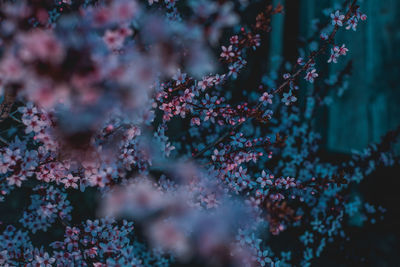 Close-up of pink cherry blossom tree