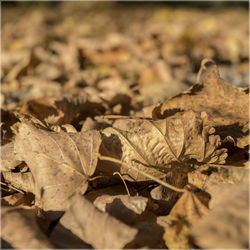 Close-up of maple leaves