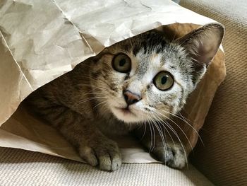 Close-up portrait of a cat