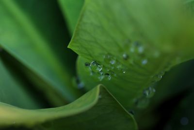 Close-up of water drops on plant leaves