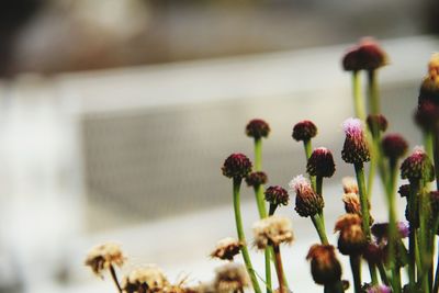 Close-up of flowering plant