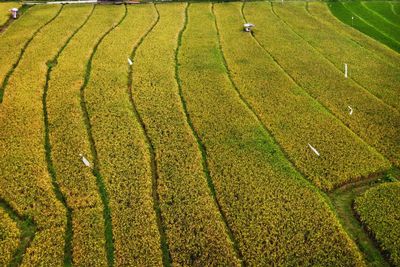 The beauty of the panorama terracing of the green and fertile rice fields of indonesia 