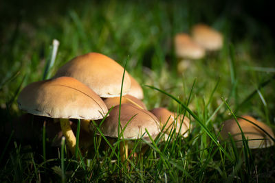 Close-up of mushroom on field