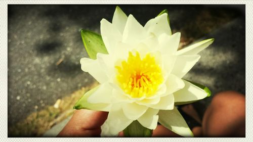 Close-up of hand holding yellow flower