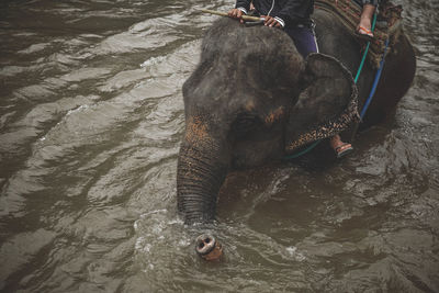 High angle view of elephant in water
