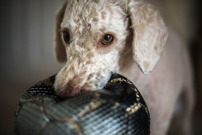 Close-up portrait of dog