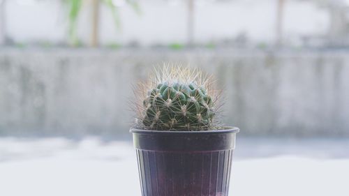 Close-up of potted cactus plant