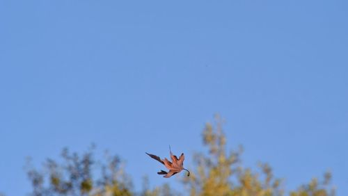 Low angle view of bird flying against clear blue sky