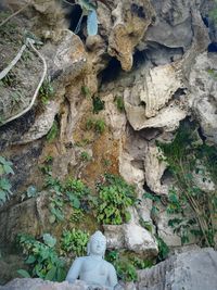 High angle view of plants growing on rock