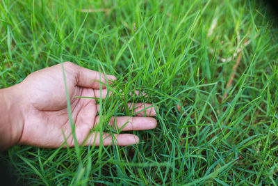 Cropped image of hand on grass