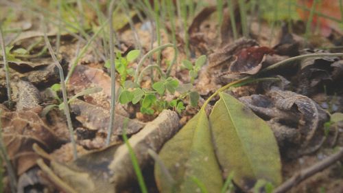 Close-up of lizard on plant