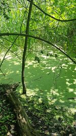 Scenic view of lake in forest