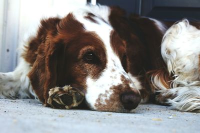 Close-up surface level of a dog