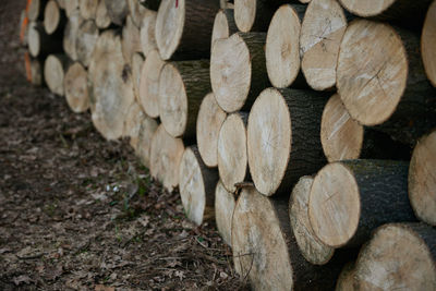 Close-up of logs