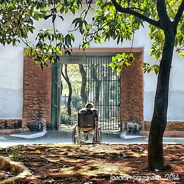 building exterior, built structure, architecture, tree, chair, day, sunlight, absence, house, outdoors, potted plant, no people, wall - building feature, front or back yard, shadow, empty, door, entrance, branch, growth