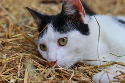 Close-up portrait of a cat