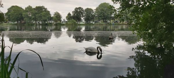 View of swans swimming in lake