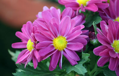 Close-up of pink flowering plants