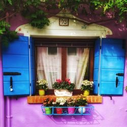 Potted plants on window of building